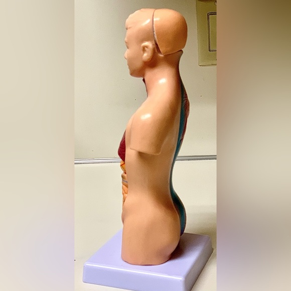 11” Biological Anatomy & Physiology Miniature Human Torso Removable Organ Model - Picture 13 of 16